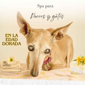 estética para perros geriátricos