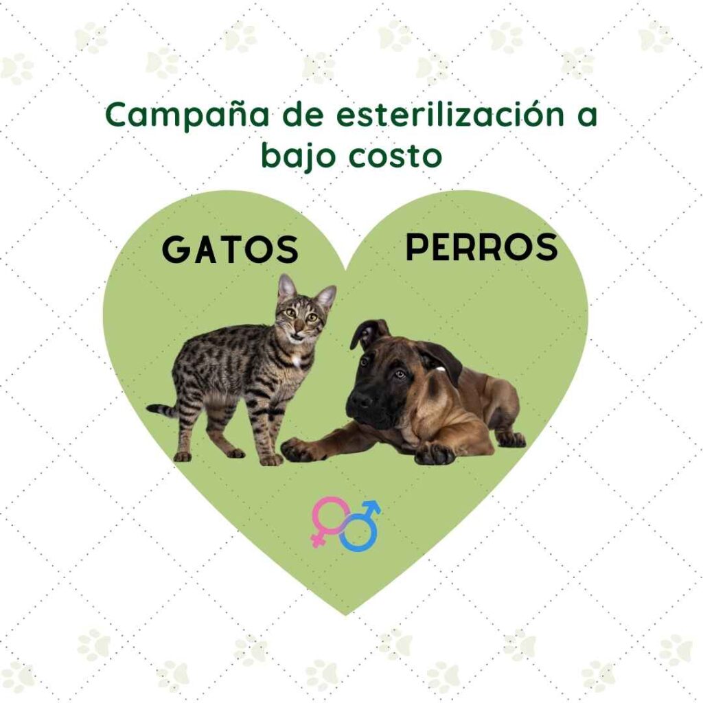 campaña de esterilización a bajo costo