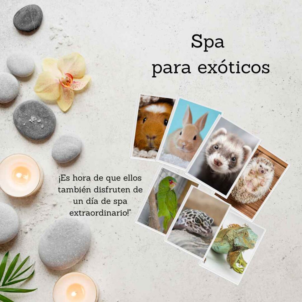 Spa para mascotas exóticas